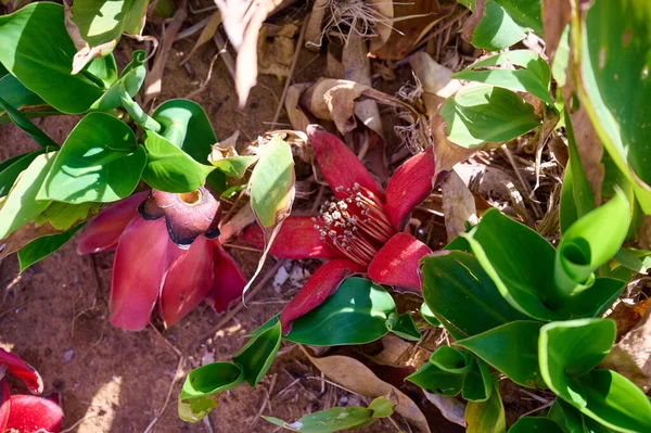Падшие Траве Красные Цветы Дерева Bombax Ceiba Blooms Bombax Ceiba — стоковое фото