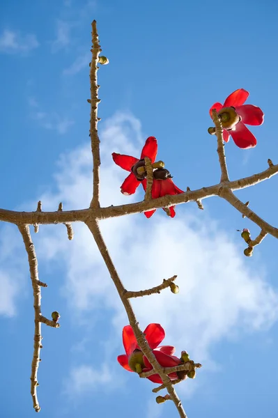 木の上の美しい赤い花ボンベチェバボンベチェバラットを咲かせます 死海の盆柴 綿の木 — ストック写真