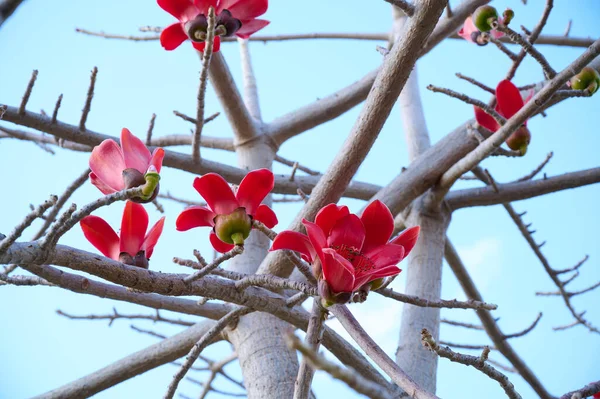 Beautiful Red Flowers Tree Bombax Ceiba Blooms Bombax Ceiba Lat — Stock Photo, Image