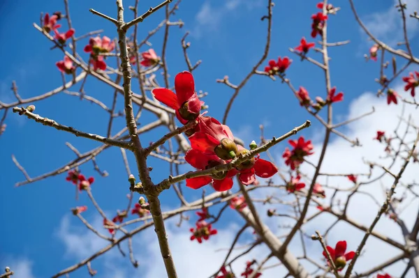 Bombax Ceiba, Bombax Ceiba Lat 'in çiçeklerini açıyor. - Bombax ceiba ya da Ölü Deniz 'deki Pamuk Ağacı