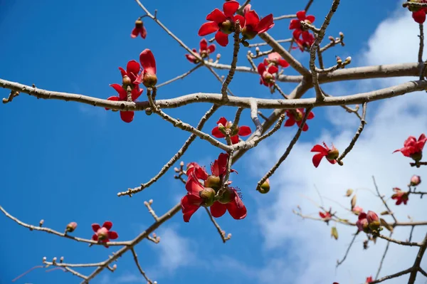 Bombax Ceiba, Bombax Ceiba Lat 'in çiçeklerini açıyor. - Bombax ceiba ya da Ölü Deniz 'deki Pamuk Ağacı