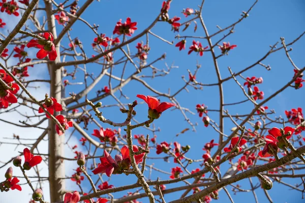 Bombax Ceiba, Bombax Ceiba Lat 'in çiçeklerini açıyor. - Bombax ceiba ya da Ölü Deniz 'deki Pamuk Ağacı
