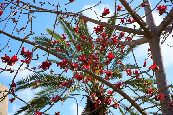 木の上の美しい赤い花ボンベチェバボンベチェバラットを咲かせます 死海の盆柴 綿の木 — ストック写真