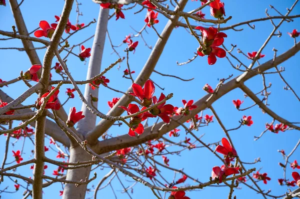 Bombax Ceiba, Bombax Ceiba Lat 'in çiçeklerini açıyor. - Bombax ceiba ya da Ölü Deniz 'deki Pamuk Ağacı