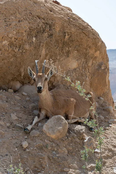Mountain Goat Oreamnos Americanus Lying Rock Also Known Rocky Mountain — Stock Photo, Image