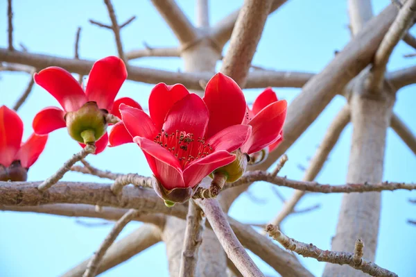 Bombax Ceiba, Bombax Ceiba Lat 'in çiçeklerini açıyor. - Bombax ceiba ya da Ölü Deniz 'deki Pamuk Ağacı