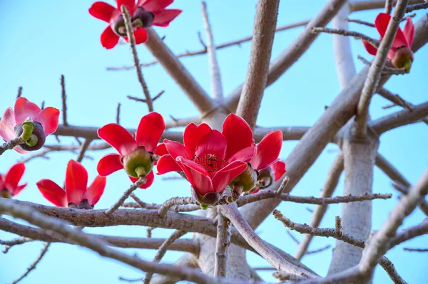 Bombax Ceiba, Bombax Ceiba Lat 'in çiçeklerini açıyor. - Bombax ceiba ya da Ölü Deniz 'deki Pamuk Ağacı
