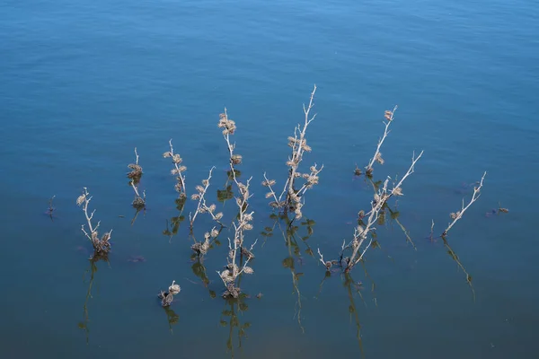 Branches of plants stick out of the water on the lake. Close-up.