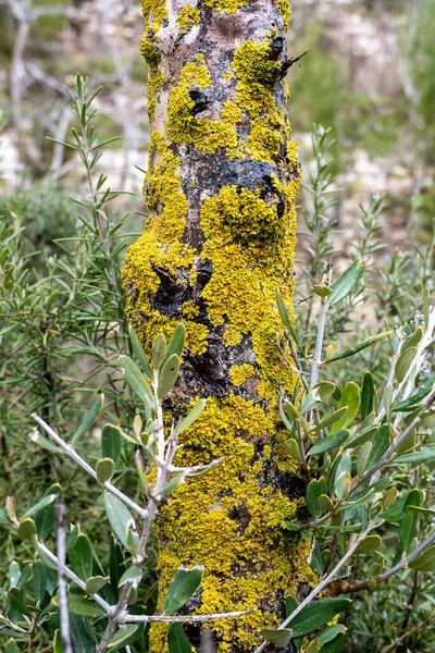 Tronco Delgado Con Musgo Verde Foto Vertical Una Alta Resolución — Foto de Stock