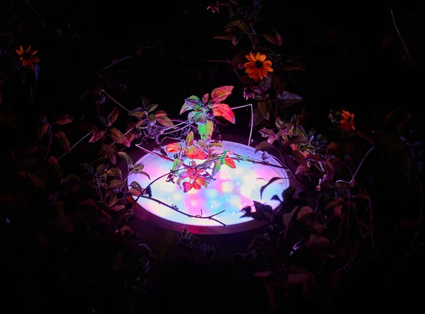 Illumination Des Plantes Des Arbres Nuit Dans Parc Lumières Led — Photo