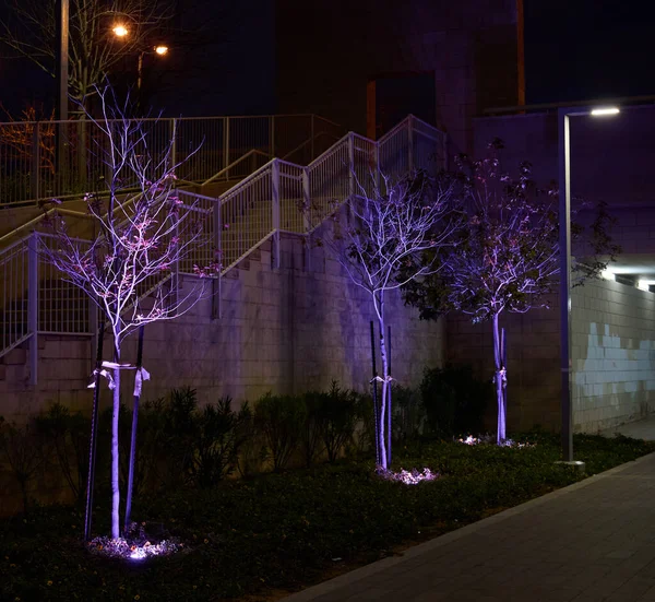 Illumination Des Plantes Des Arbres Nuit Dans Parc Lumières Led — Photo