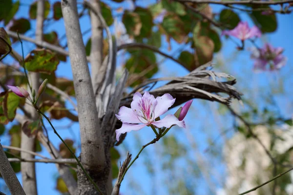 花的枝条和芬芳的紫杉的分枝 以色列 城市景观美化 — 图库照片