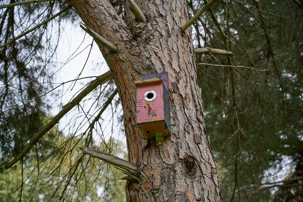 Casa Dos Pássaros Estava Alto Árvore Cuidado Com Pássaros Ornitologia — Fotografia de Stock