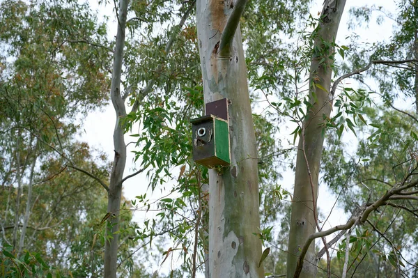 鳥の家は木の上に高く取り付けられていました 鳥の世話だ 鳥類学 — ストック写真