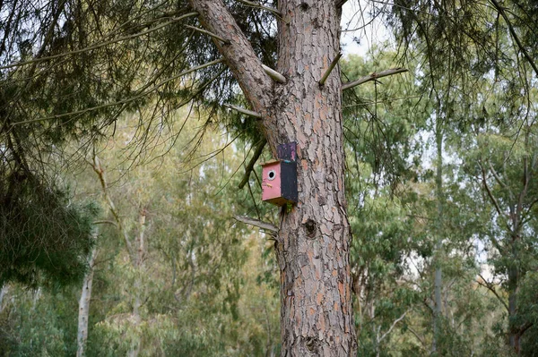 Casetta Degli Uccelli Era Attaccata Alto Sull Albero Cura Degli — Foto Stock