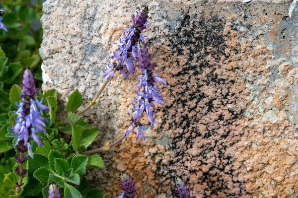 Scaredy Cat Plant Lila Blüten Hintergrund Nahaufnahme — Stockfoto