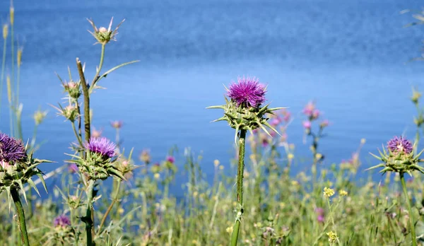 Beati Fiori Cardo Mariano Nel Campo Vicino Silybum Marianum Rimedio — Foto Stock