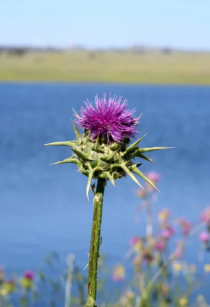 Beati Fiori Cardo Mariano Nel Campo Vicino Silybum Marianum Rimedio — Foto Stock