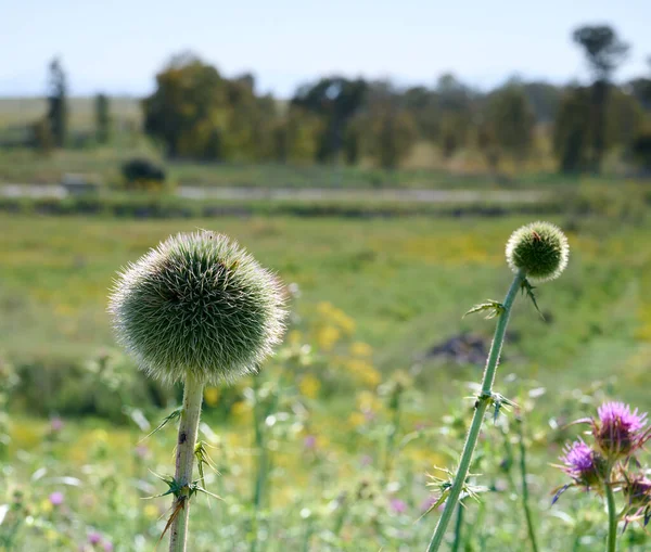 Blessed milk thistle flowers in field, close up. Silybum marianum herbal remedy, Saint Mary\'s Thistle, Marian Scotch thistle, Mary Thistle, Cardus marianus bloom. Close-up.