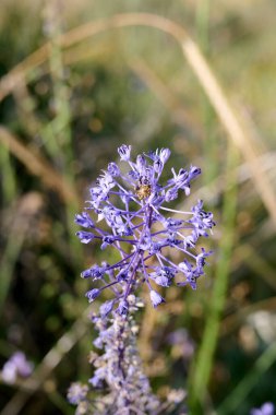 İlkbaharda vahşi ormanda kar damlaları bifoliat Scilla bifolia. Yakın plan..