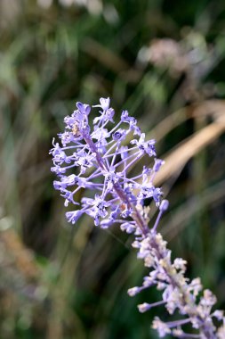 İlkbaharda vahşi ormanda kar damlaları bifoliat Scilla bifolia. Yakın plan..