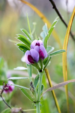 Vicia sativa subsp. nigra, Vicia angustifolia subsp. segetalis, Common Vetch, Fabaceae. Baharda vahşi bitki vuruşu. Yakın plan..