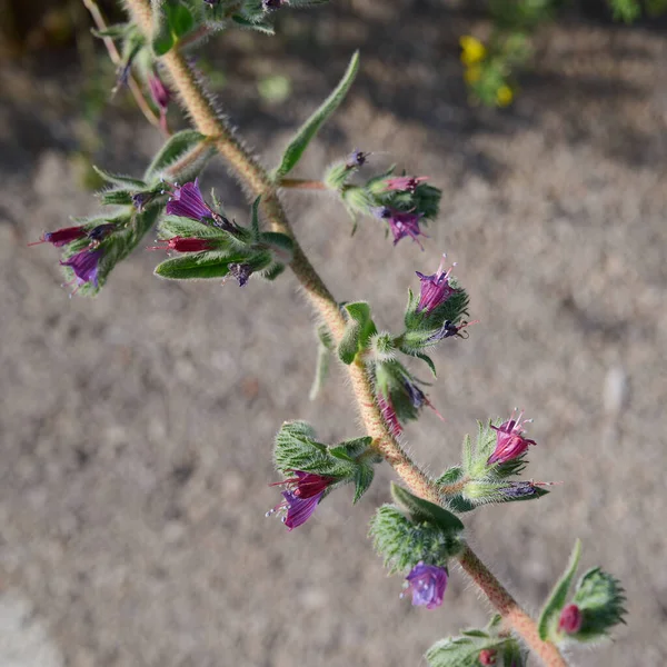 蜂蜜蜜蜂从捷克共和国的紫色花朵中采集蜜露 Blue Weed Echium Vulgare 也被称为毒蛇虫 Viper Bugloss 是一种在婆罗门科植物中开花的植物 后续行动 — 图库照片
