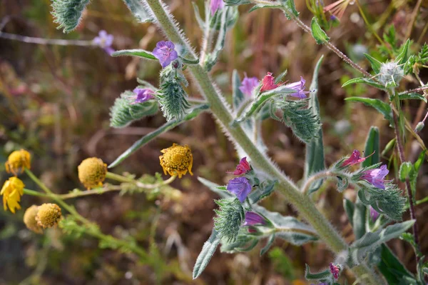 蜂蜜蜜蜂从捷克共和国的紫色花朵中采集蜜露 Blue Weed Echium Vulgare 也被称为毒蛇虫 Viper Bugloss 是一种在婆罗门科植物中开花的植物 后续行动 — 图库照片