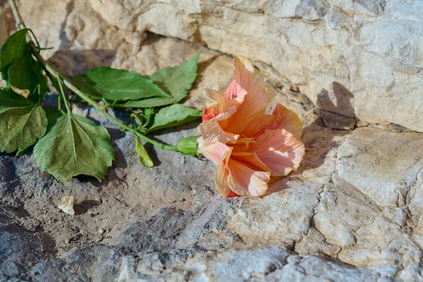 Fleur Hibiscus Rose Avec Une Branche Des Feuilles Trouve Sur — Photo