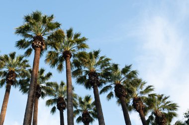 Tropical palm trees against a blue-purple sunset sky. Sunset in the tropics. sunny day