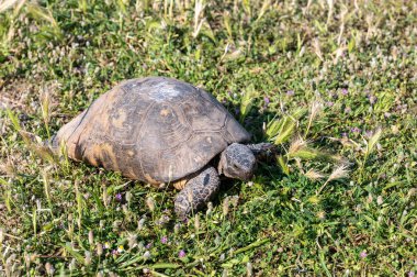 Small Sulcata tortoise or African spurred tortoise walking on the green grass. Close-up.