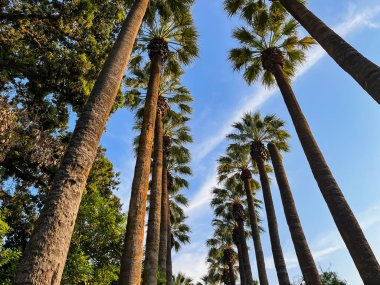Tropical palm trees against a blue-purple sunset sky. Sunset in the tropics. sunny day