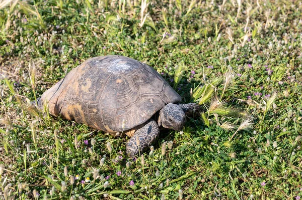 Small Sulcata Tortoise African Spurred Tortoise Walking Green Grass Close — ストック写真