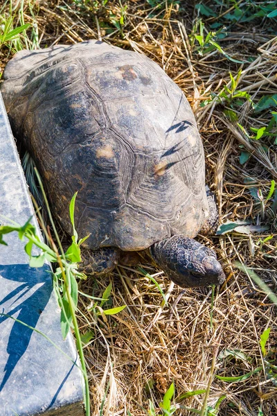 Small Sulcata Tortoise African Spurred Tortoise Walking Green Grass Close — Stockfoto