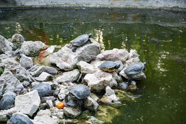 Turtle Island National Garden Athens Rocks Water One Turtle Climbed — 스톡 사진