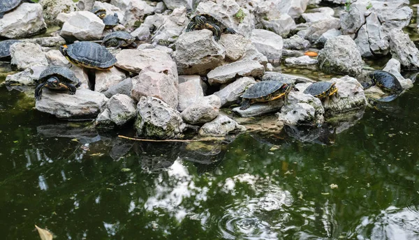 Turtle Island National Garden Athens Rocks Water Lots Turtles Rocks — 스톡 사진