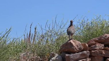Partridge and chicks walk on the rocks near the Temple of Poseidon in Greece.