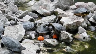 Turtle Island in the National Garden of Athens on the rocks in the water. One turtle climbed on top of another. Nearby lies a tangerine. Close-up.