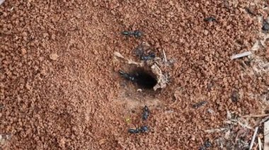 Large black ants build an anthill in the sand. Entrance to the anthill in the sand. Large black ants build an anthill in the sand. Entrance to the anthill in the sand. Close-up.