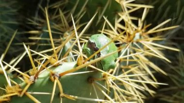 The white-lipped tree frog juvenile Nyctimystes infrafrenatus on cactus leaves. Close-up.