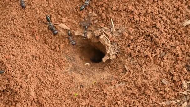 Large Black Ants Build Anthill Sand Entrance Anthill Sand Large — Video