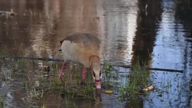 A beautiful Egyptian goose, duck, in the Winter Lake Park in Netanya in Israel. wild animal