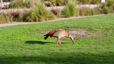 A beautiful Egyptian goose, duck, in the Winter Lake Park in Netanya in Israel. wild animal