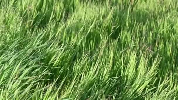 Green Grass Sways Wind Park Screensaver — Stockvideo