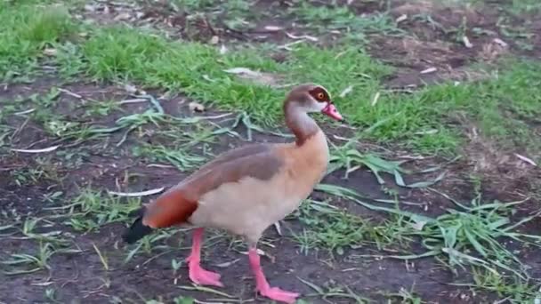 Beautiful Egyptian Goose Duck Winter Lake Park Netanya Israel Wild — Wideo stockowe