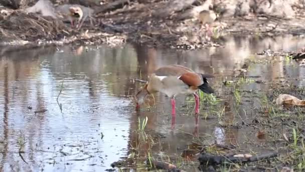 Beautiful Egyptian Goose Duck Winter Lake Park Netanya Israel Wild — Wideo stockowe