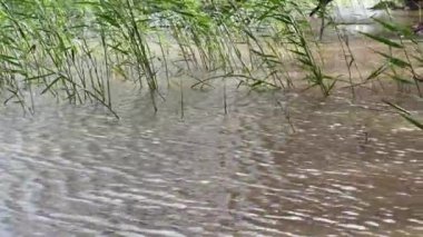 In spring, young reeds grow in the water of the lake. Waves on the water from a strong wind. Trees in the water.