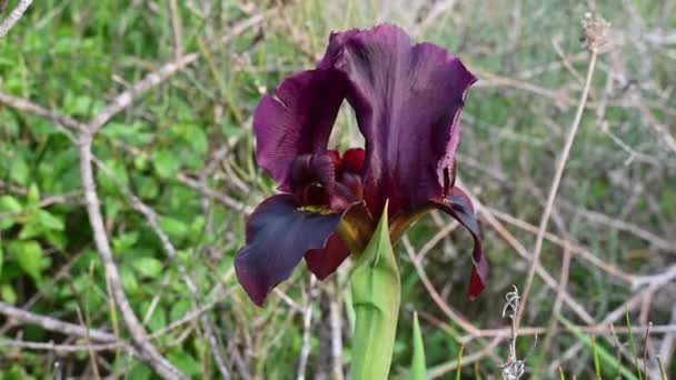 Beautiful Purple Iris Sways Wind Purple Iris Reserve Netanya Israel — Stock Video