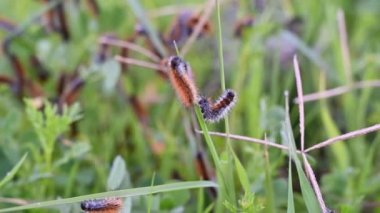 Many red caterpillars of the moth on the grass, Hemileuca maia, on the leaves. Close-up.