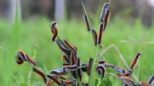 Many Red Caterpillars Moth Grass Hemileuca Maia Leaves Close — Αρχείο Βίντεο